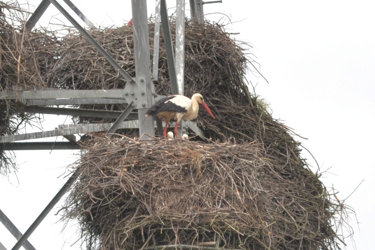 White Stork - ML617969276