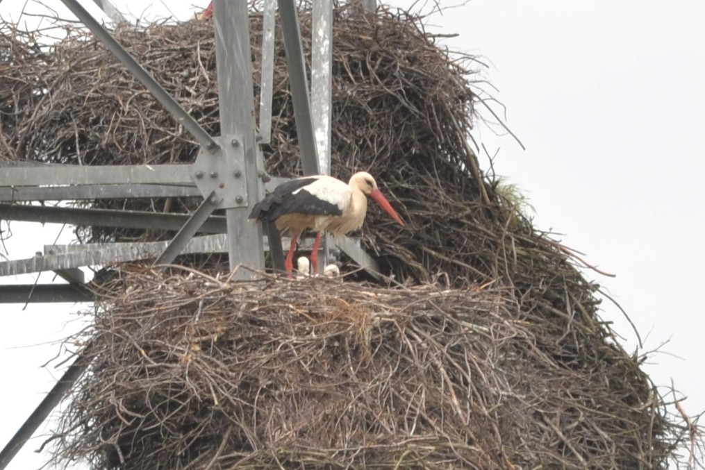 White Stork - ML617969288