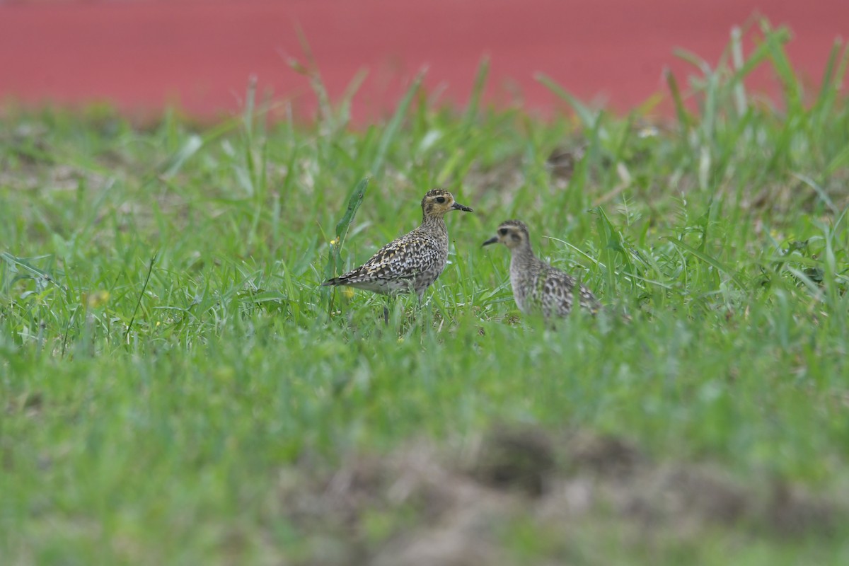 Pacific Golden-Plover - ML617969290