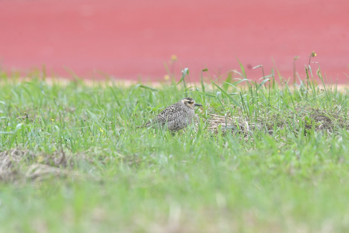 Pacific Golden-Plover - ML617969291