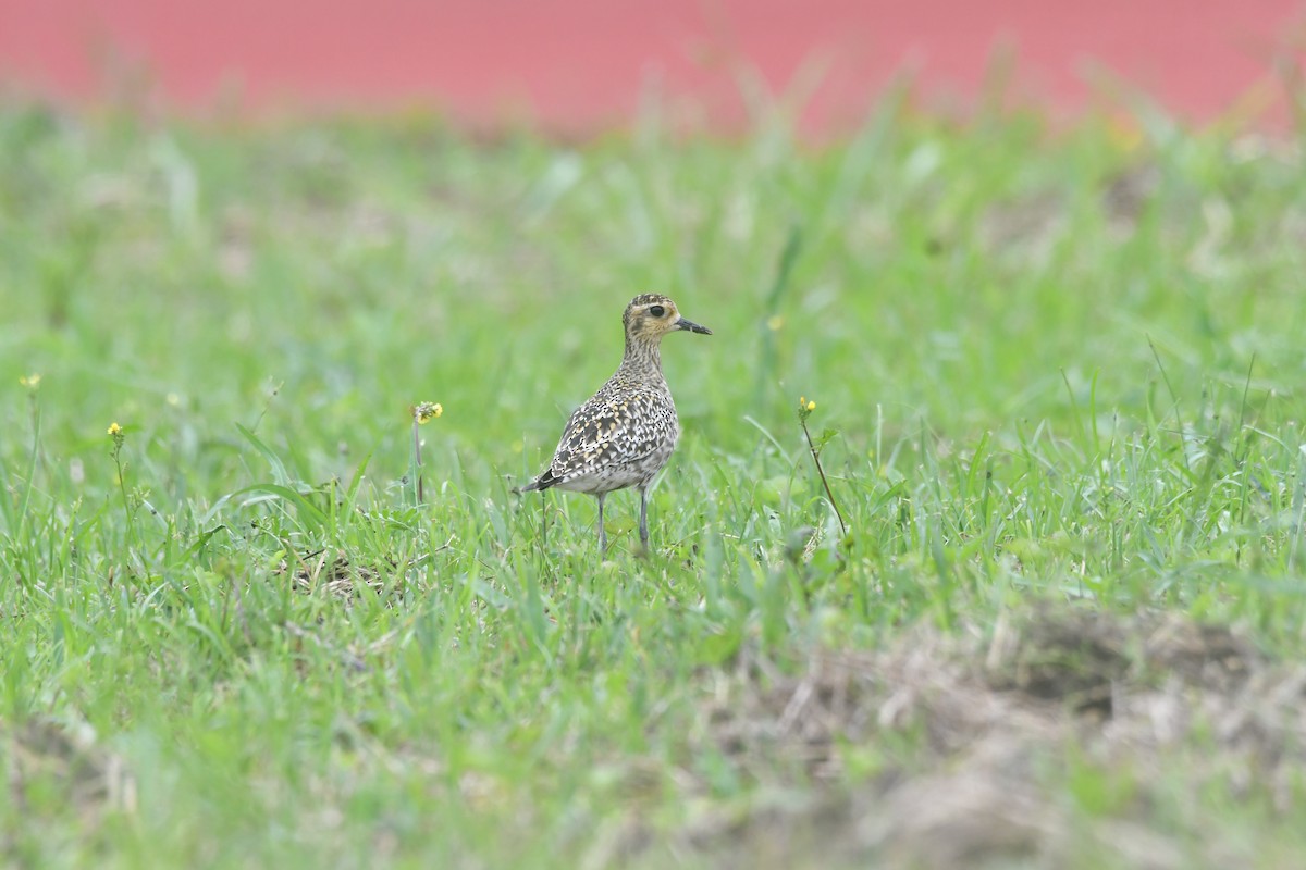 Pacific Golden-Plover - ML617969292