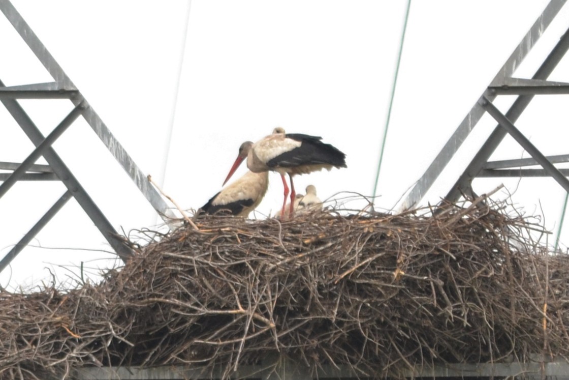 White Stork - Paulo  Roncon