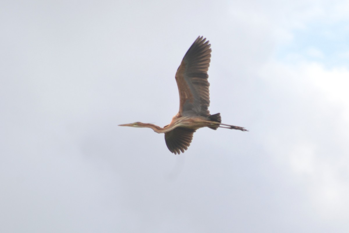 Purple Heron - ML617969311