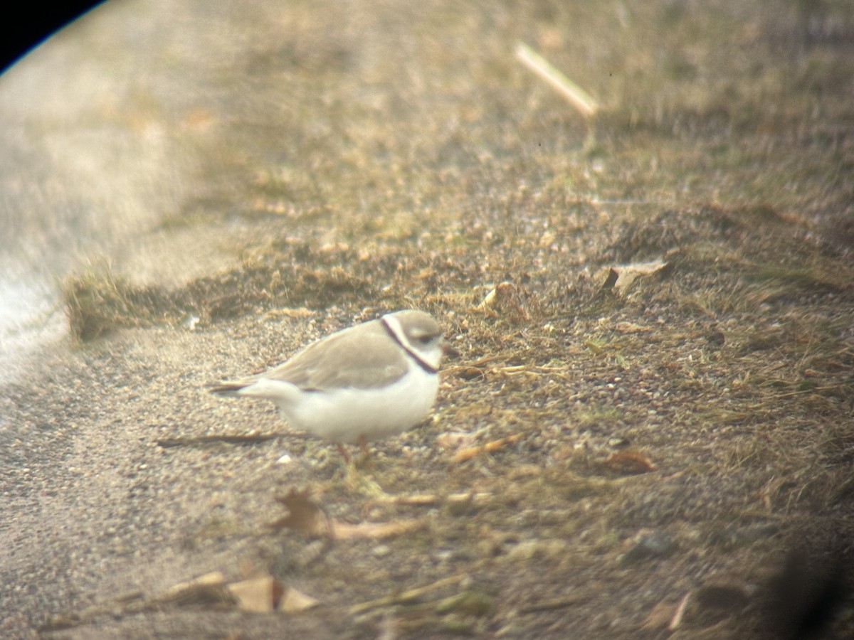 Piping Plover - ML617969367