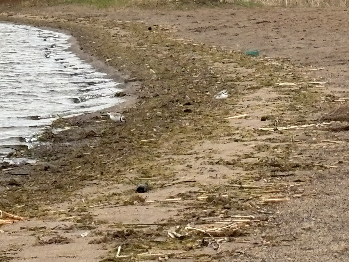 Piping Plover - ML617969368