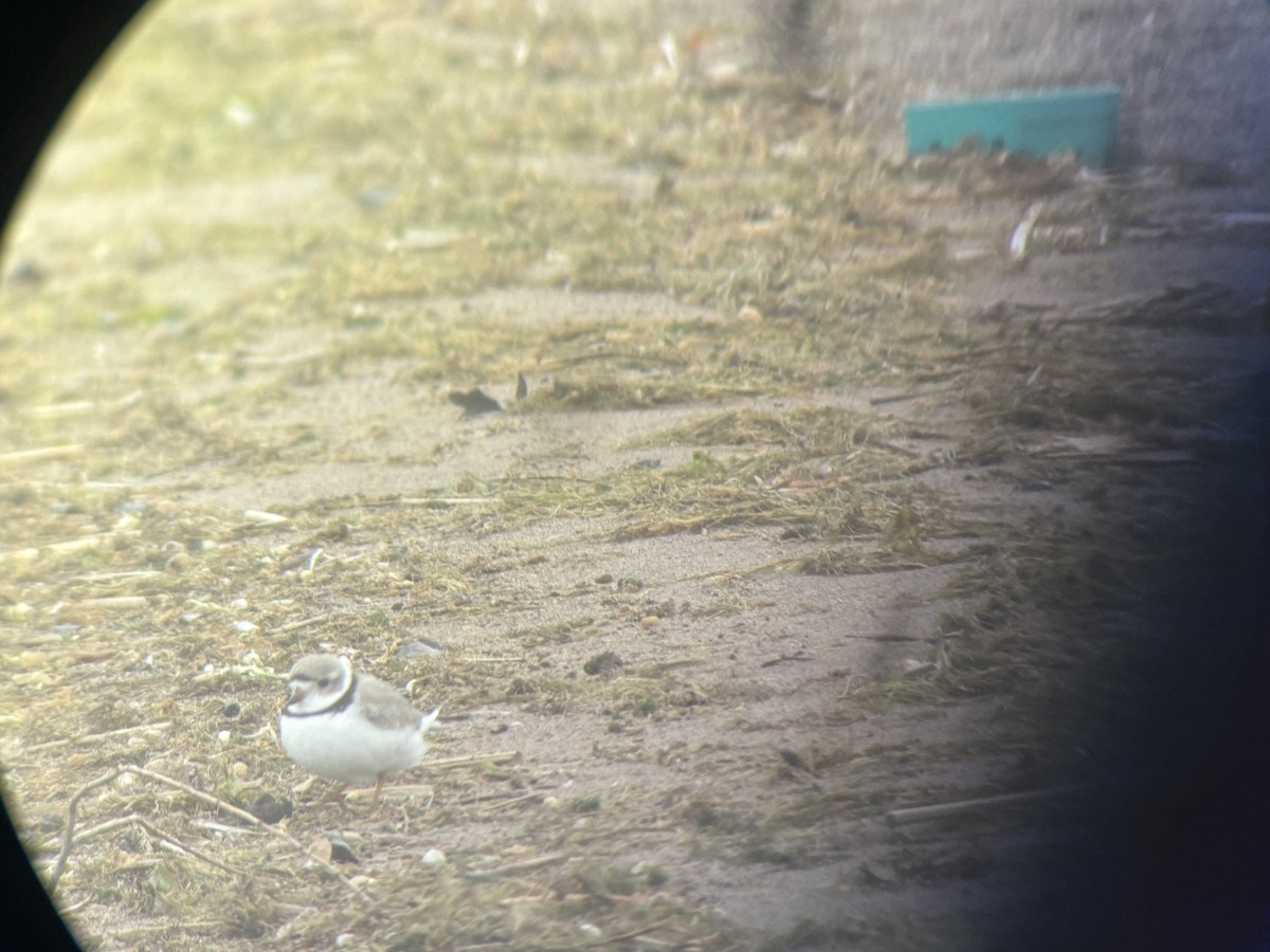 Piping Plover - ML617969369