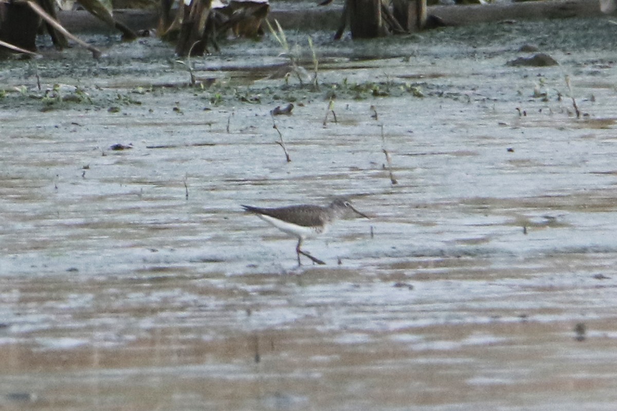 Solitary Sandpiper - Jean-Marie Gauthier