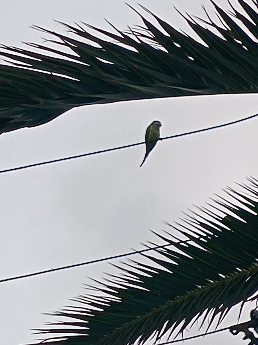 Monk Parakeet - Jose Rebolledo