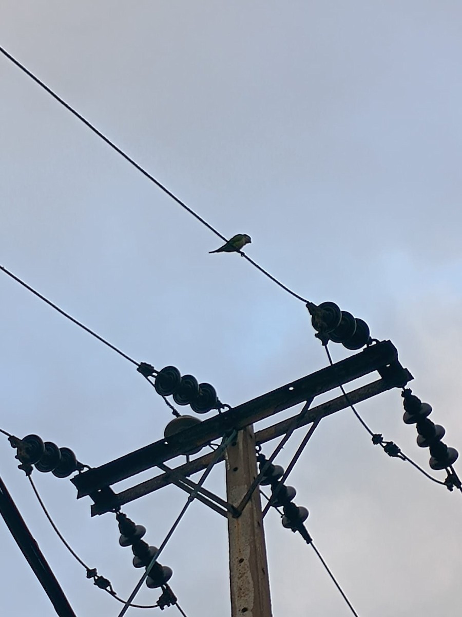 Monk Parakeet - ML617969450