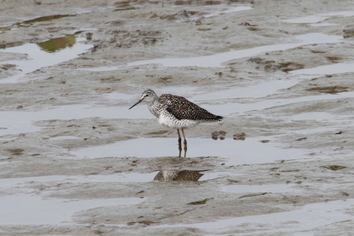 Lesser Yellowlegs - Jean-Marie Gauthier