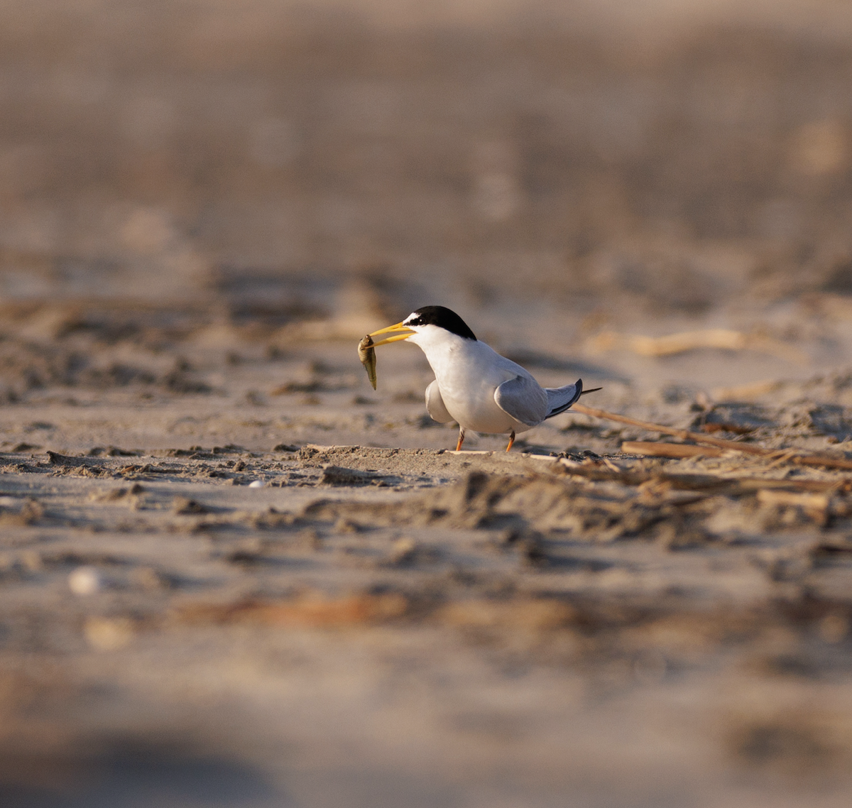 Least Tern - Ian McDonald