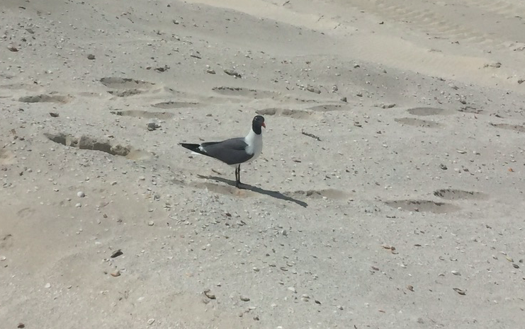 Laughing Gull - ML617969494