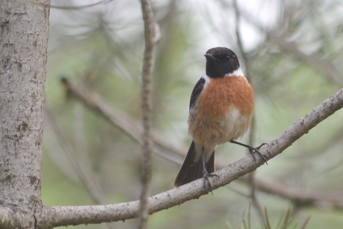 European Stonechat - ML617969505