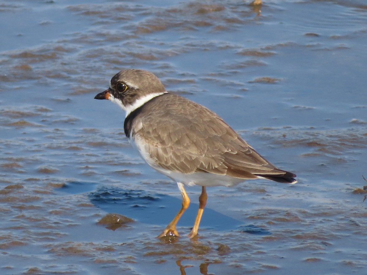 Semipalmated Plover - ML617969506