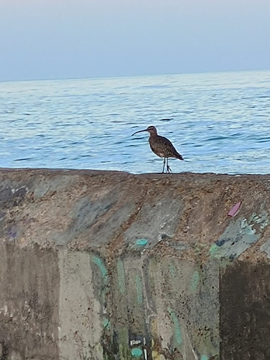 Whimbrel - ML617969516