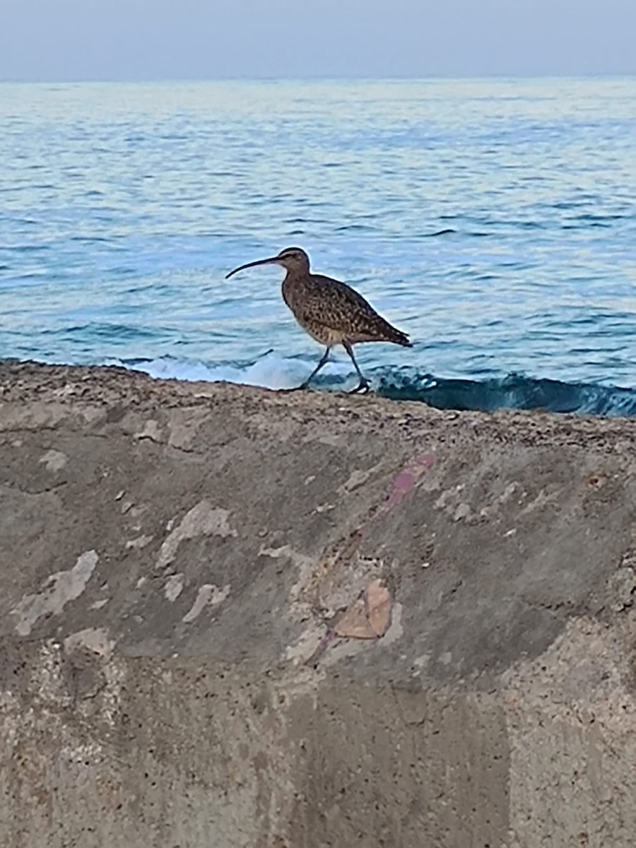 Whimbrel - ML617969517