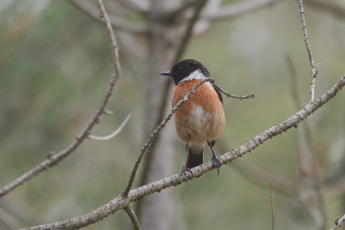 European Stonechat - ML617969528