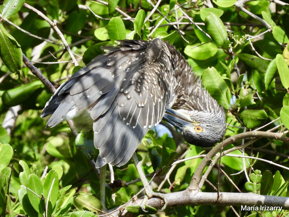 Yellow-crowned Night Heron - Maria del R Irizarry Gonzalez