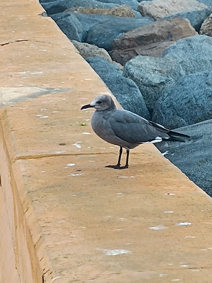 Gray Gull - ML617969555