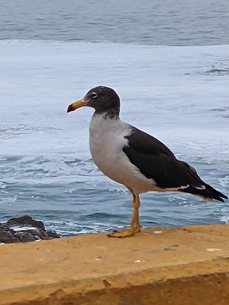 Belcher's Gull - ML617969557