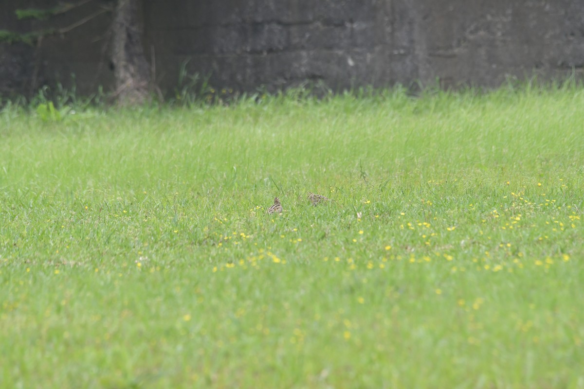 Common Snipe - Feng  Chen(鳳珍） CHANG(張）