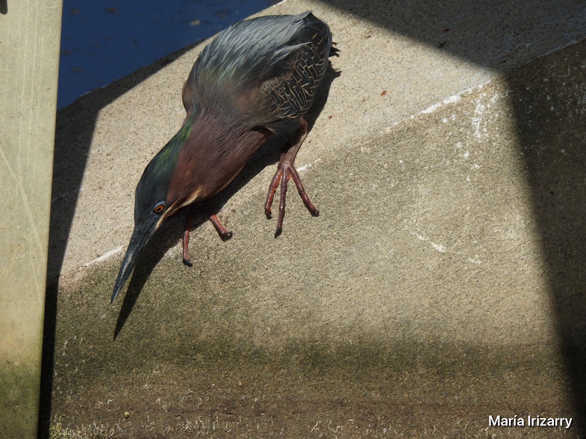 Green Heron - Maria del R Irizarry Gonzalez