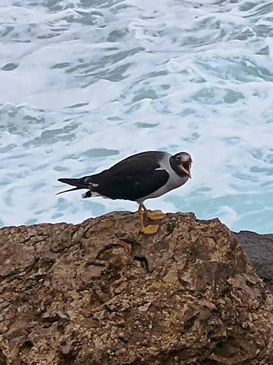 Belcher's Gull - ML617969565