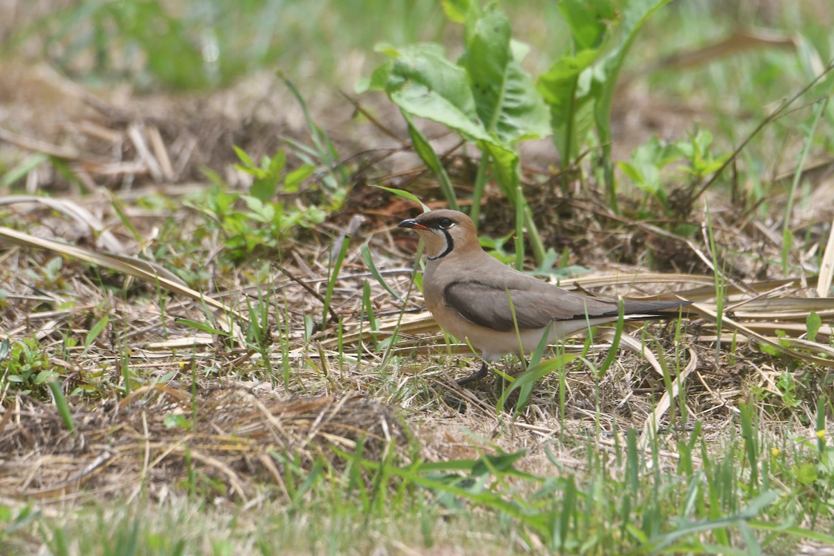 Oriental Pratincole - ML617969570