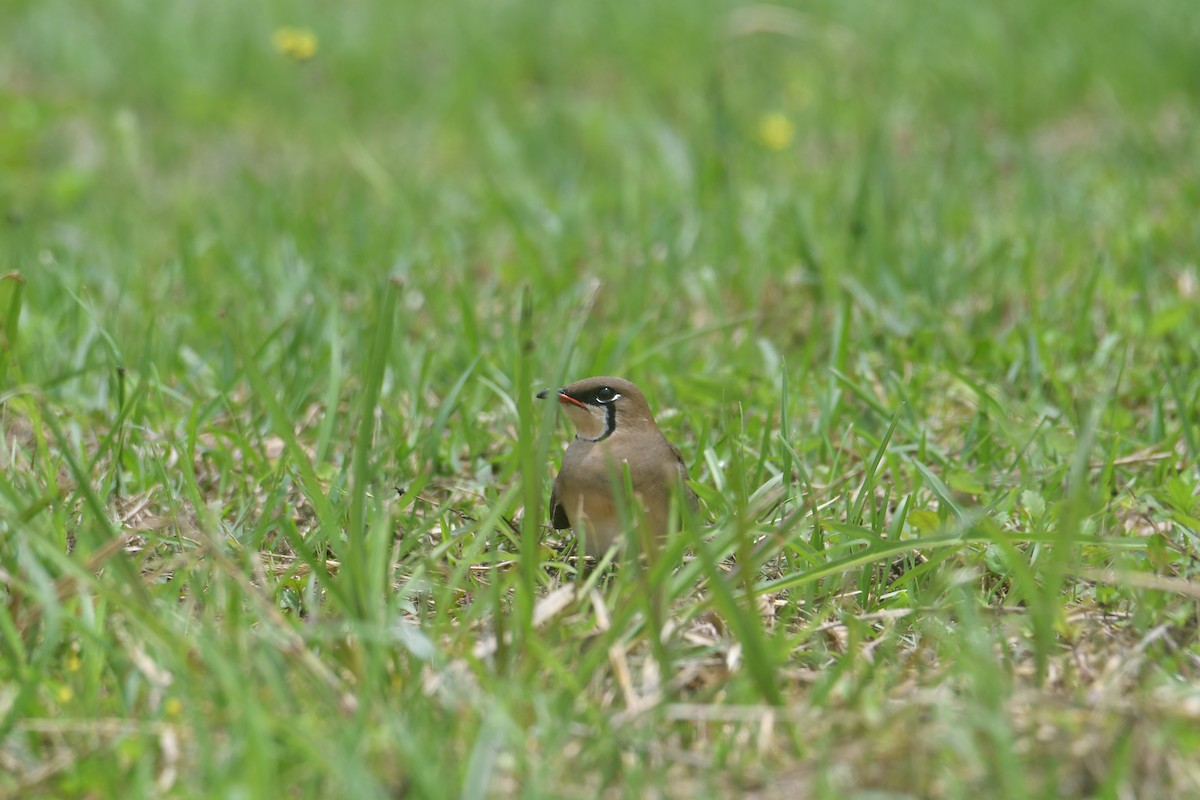 Oriental Pratincole - ML617969571