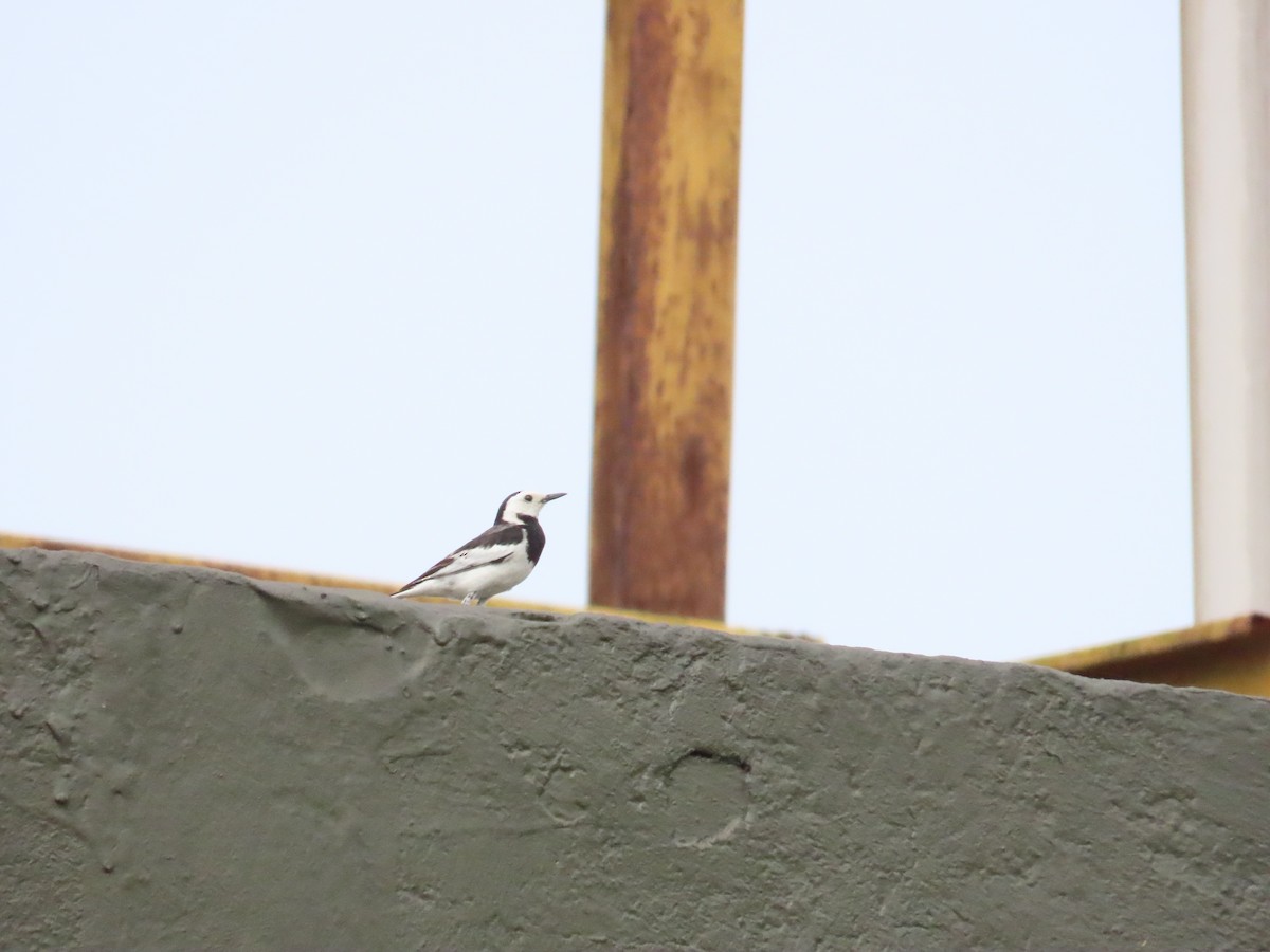 White Wagtail (Chinese) - ML617969583