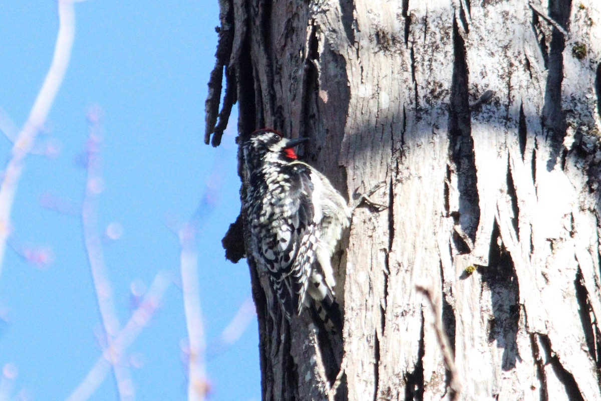 Yellow-bellied Sapsucker - ML617969588