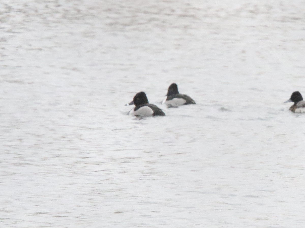 Ring-necked Duck - ML617969591