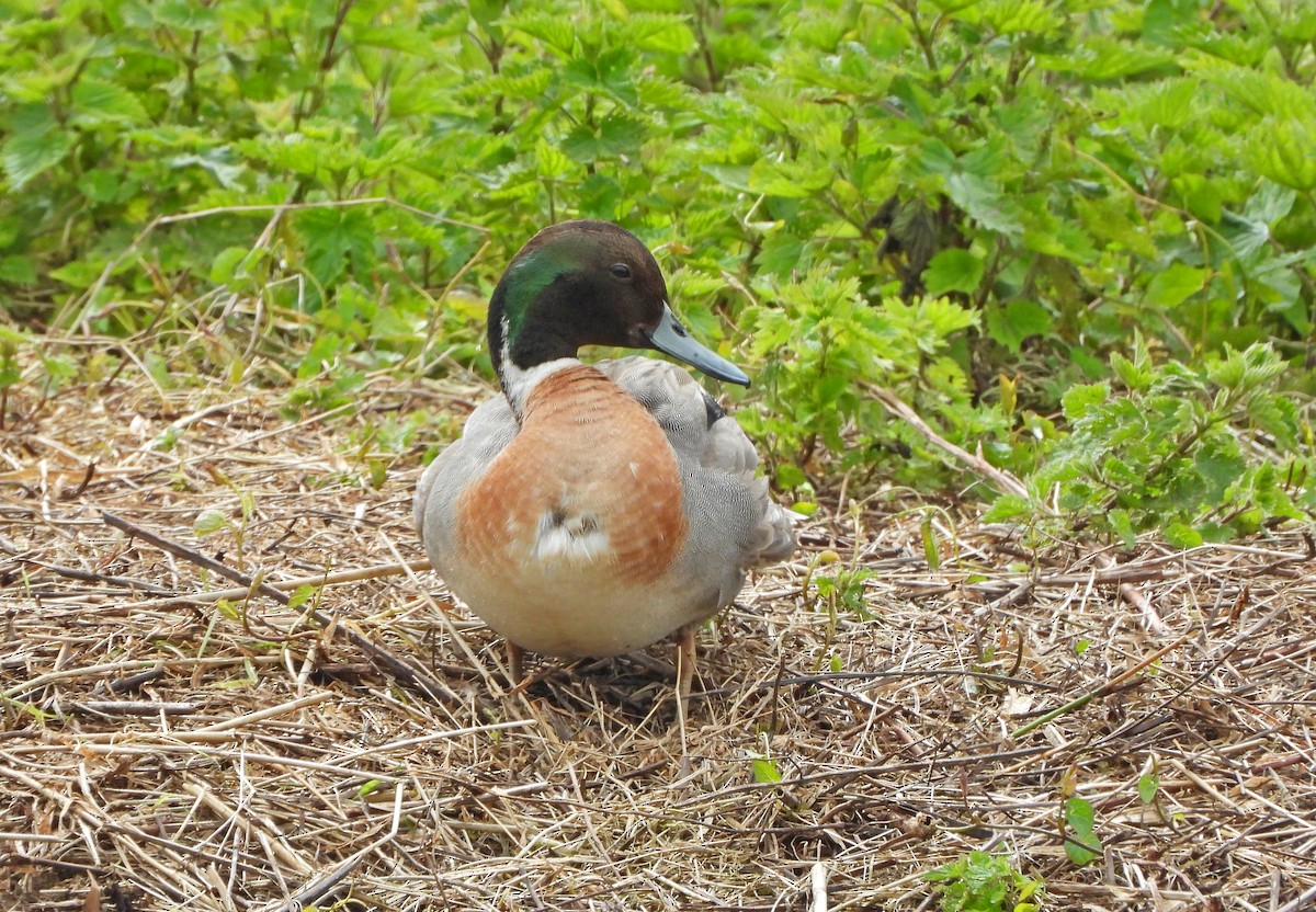 Mallard x Northern Pintail (hybrid) - ML617969598