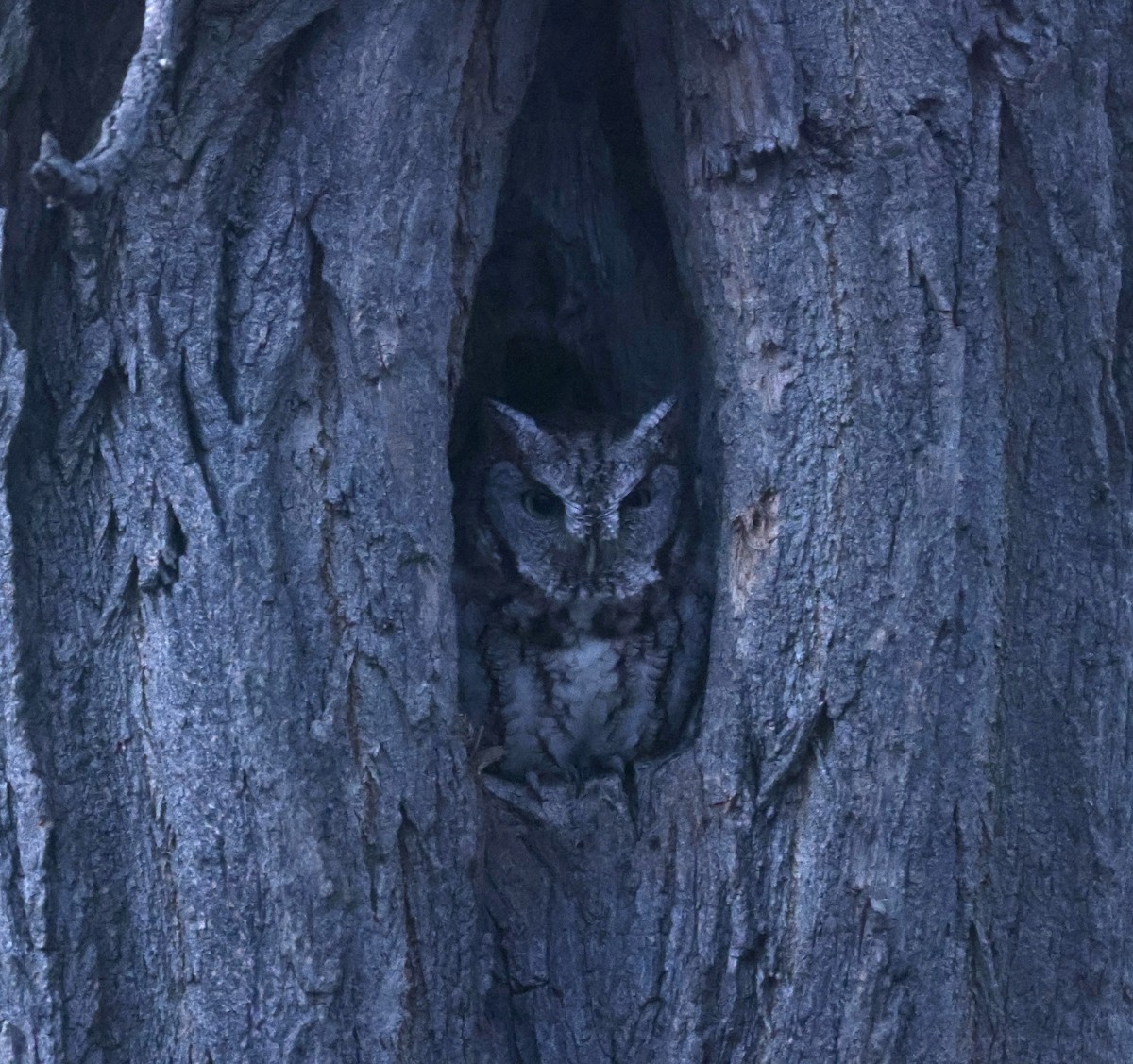 Eastern Screech-Owl - Paul Clarke