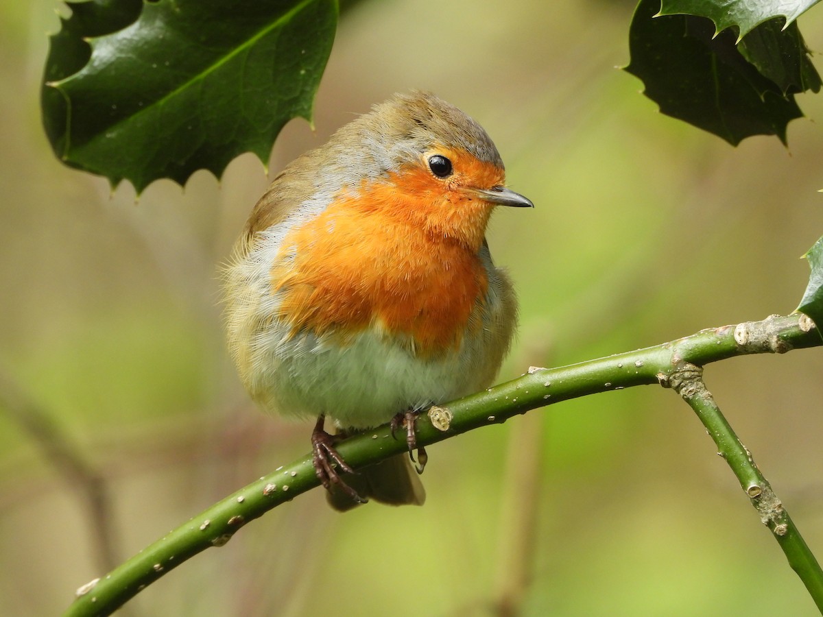 European Robin - Paul Lewis