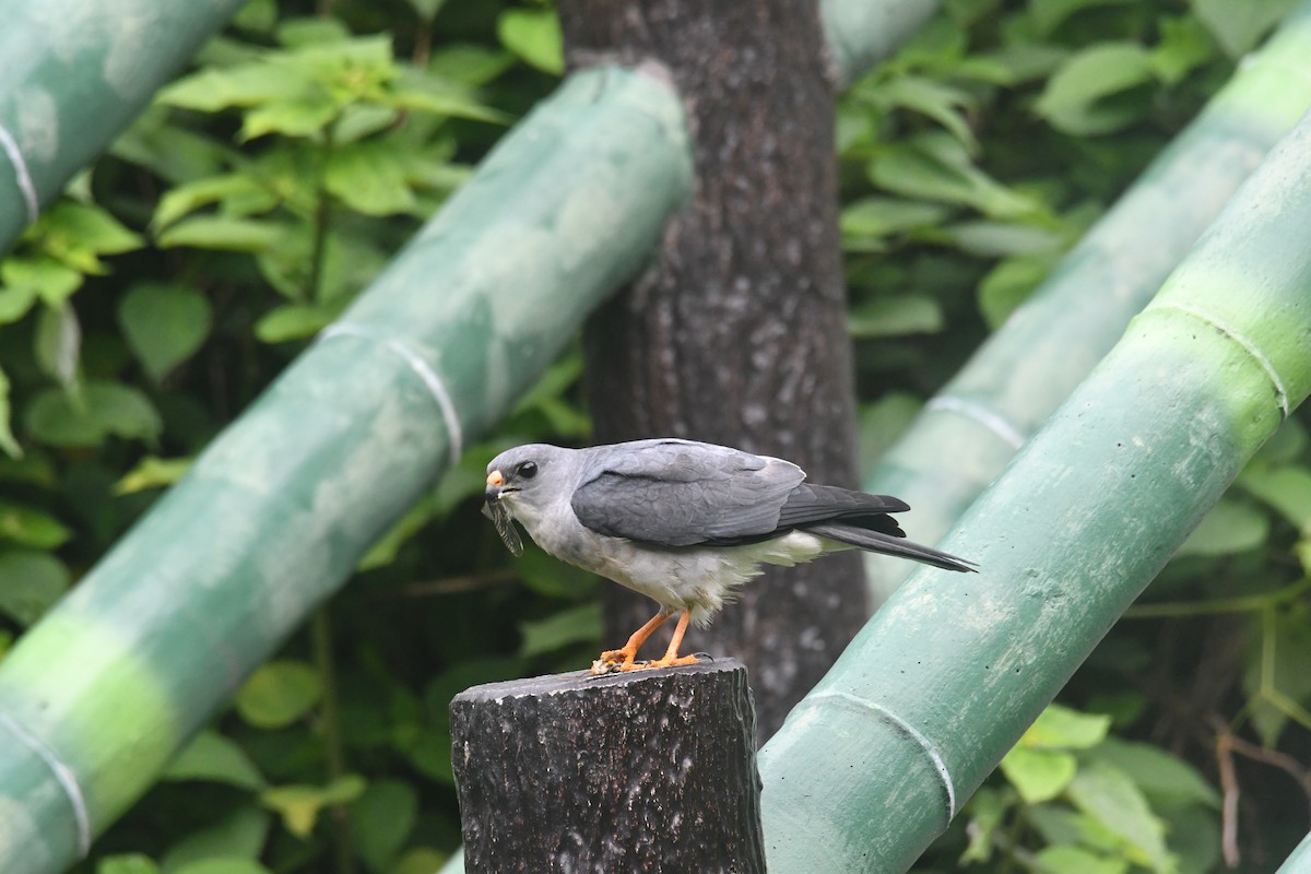 Chinese Sparrowhawk - Feng  Chen(鳳珍） CHANG(張）