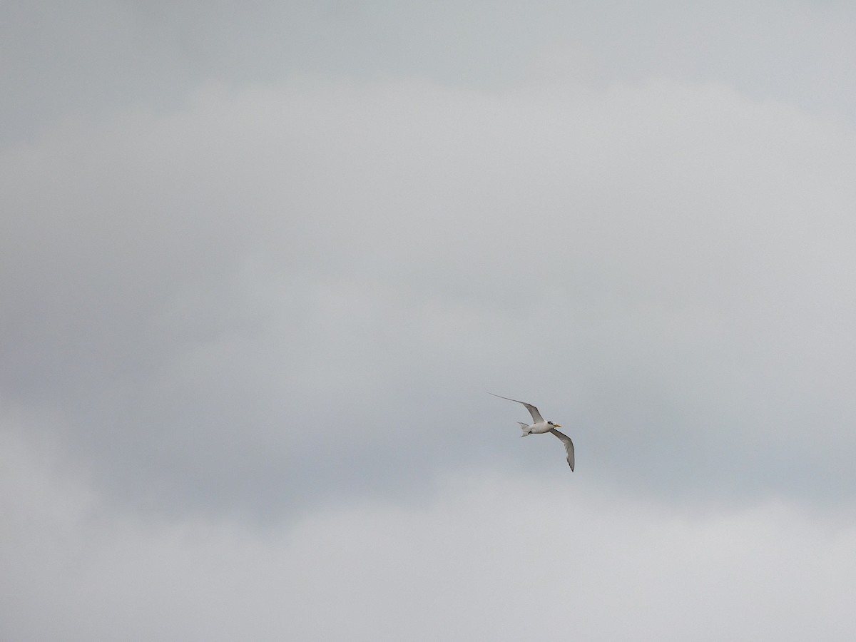 Great Crested Tern - George Vaughan