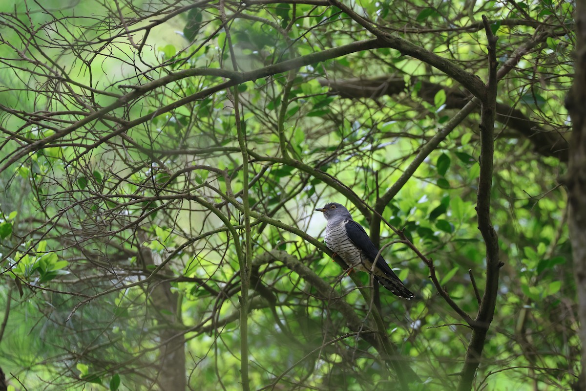 Lesser Cuckoo - Chi-Hsuan Shao