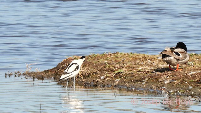 Pied Avocet - ML617969671