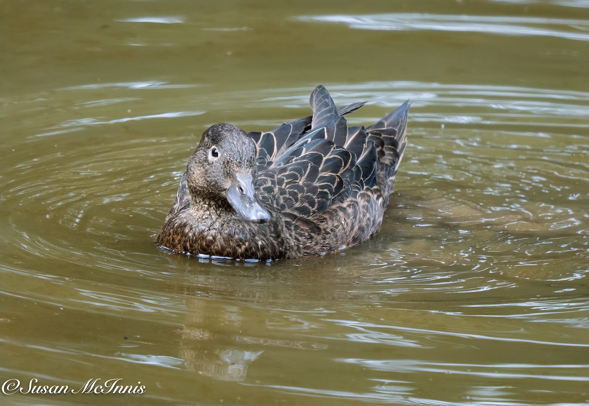 Brown Teal - Susan Mac