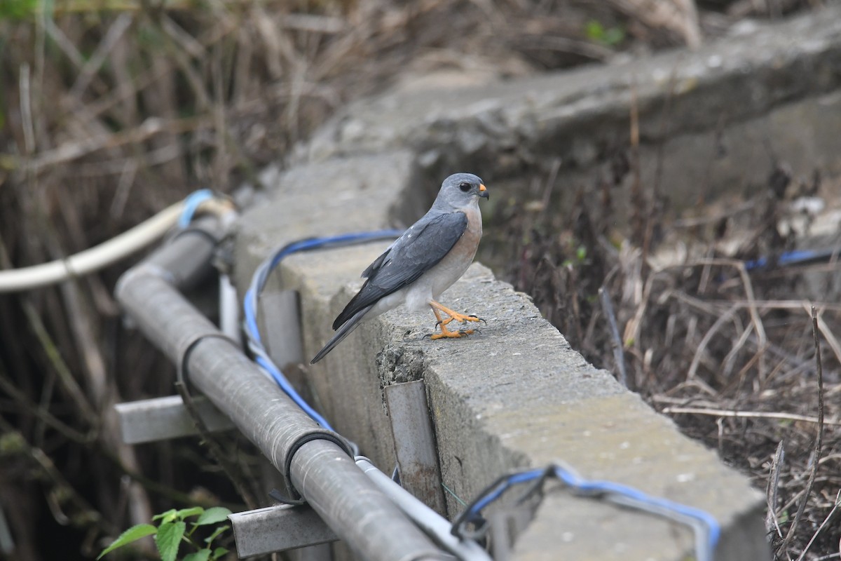 Chinese Sparrowhawk - ML617969694