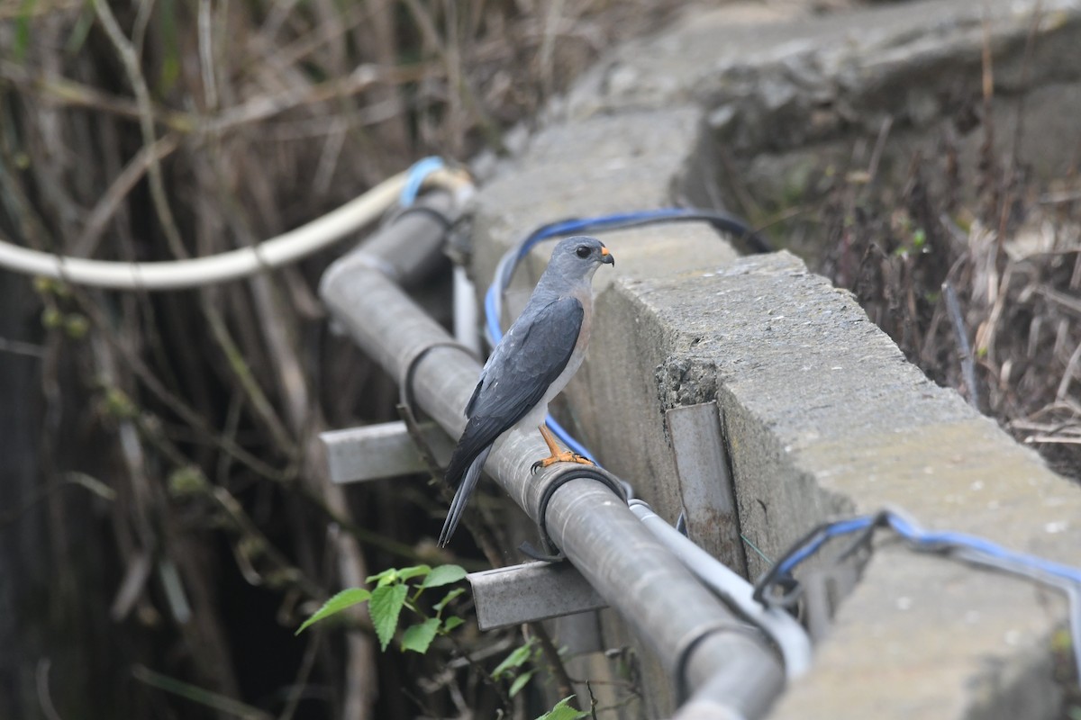 Chinese Sparrowhawk - ML617969695