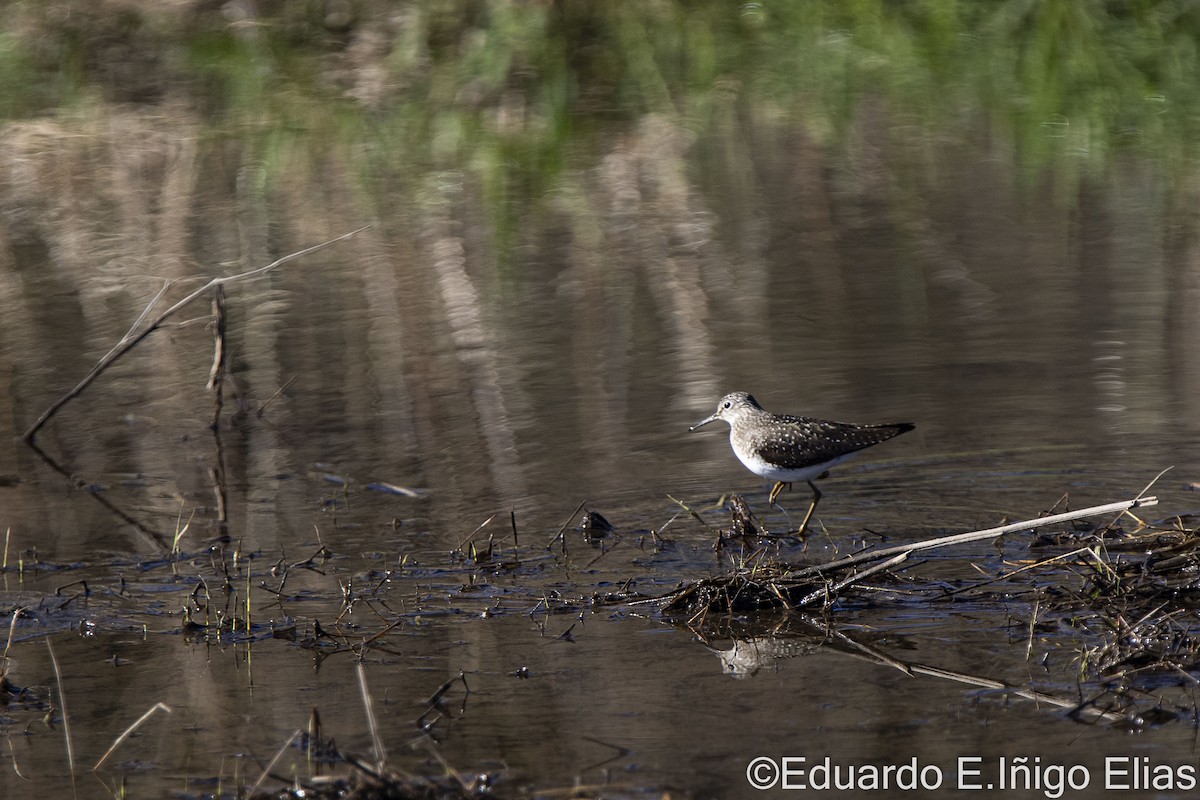 Solitary Sandpiper - ML617969717