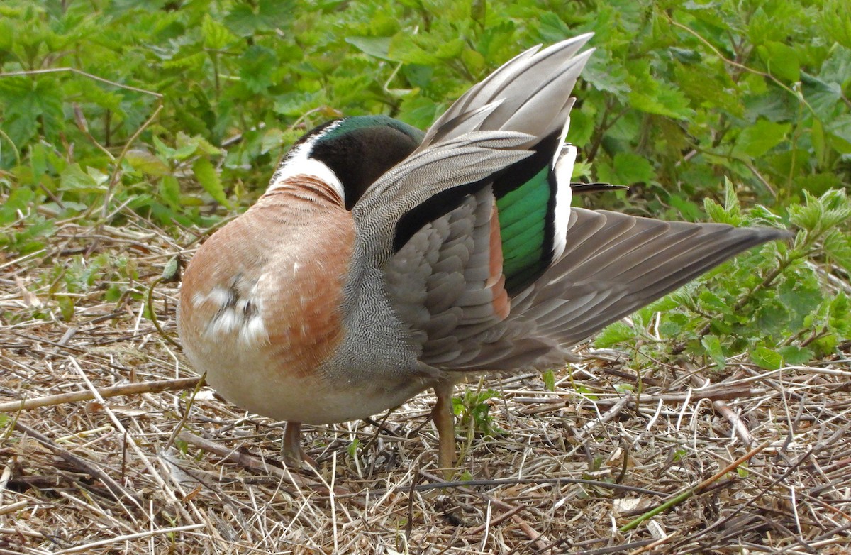 Mallard x Northern Pintail (hybrid) - ML617969720