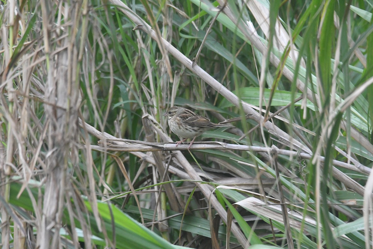 Black-faced Bunting - ML617969725