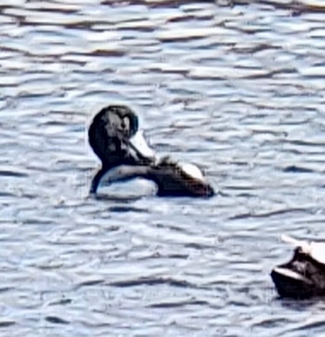 Greater Scaup - ML617969774