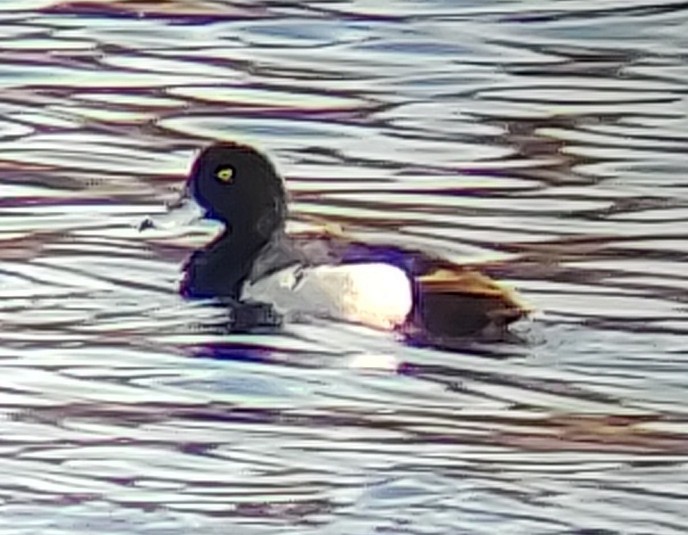 Greater Scaup - ML617969775