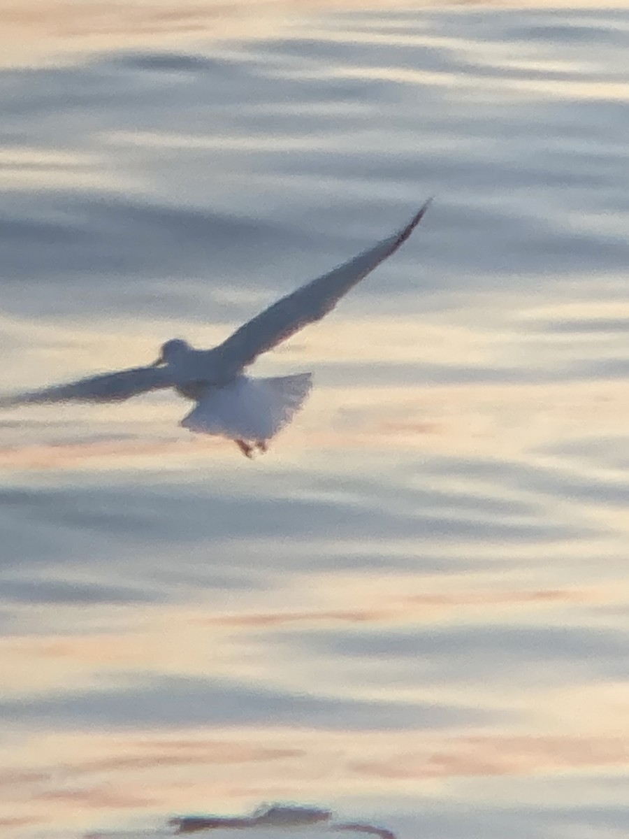 Bonaparte's Gull - ML617969781