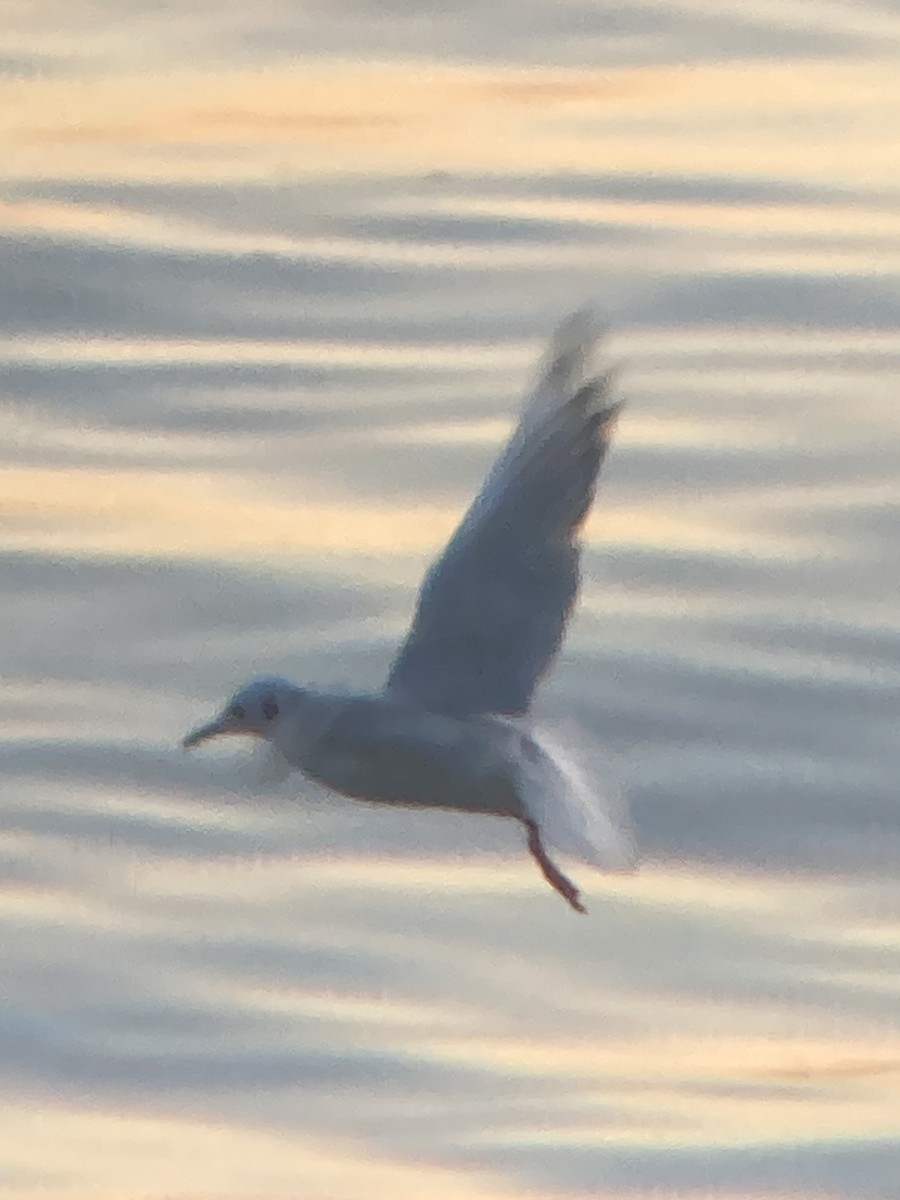 Bonaparte's Gull - ML617969782