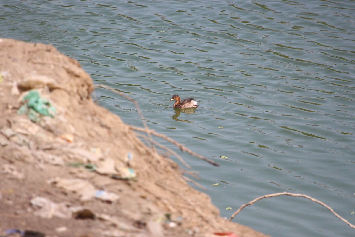 Little Grebe - ML617969787